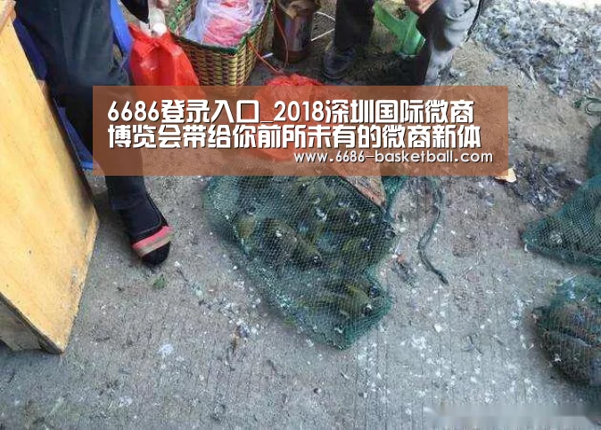 6686足球竞猜